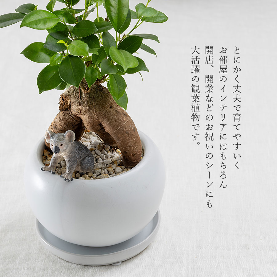 観葉植物 ガジュマル 動物フィギュア付き 育て方説明書付