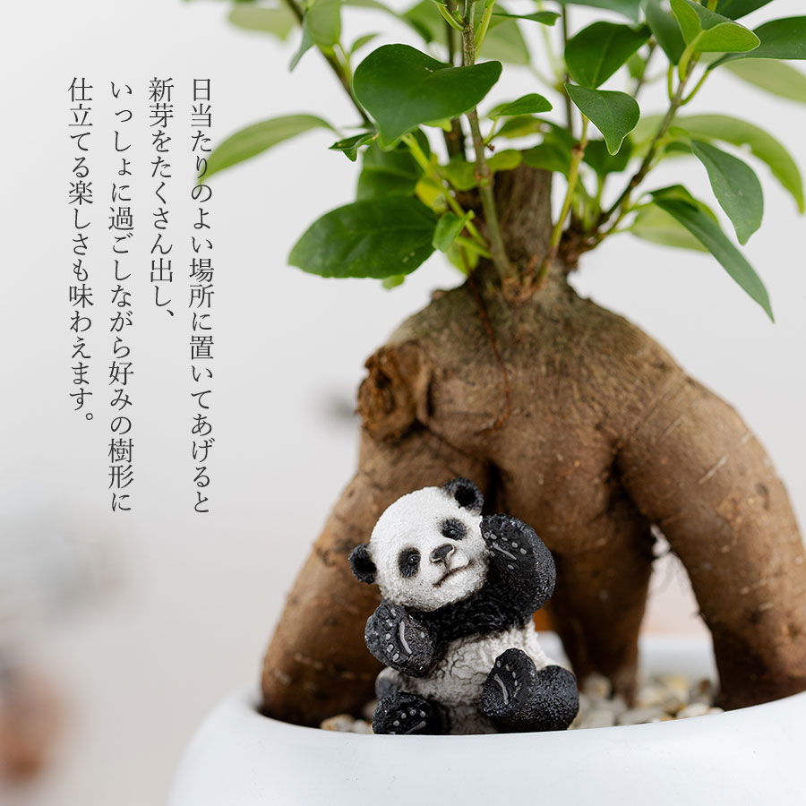 観葉植物 ガジュマル 動物フィギュア付き 育て方説明書付