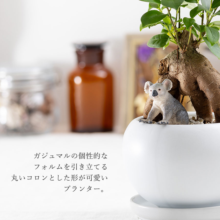 観葉植物 ガジュマル 動物フィギュア付き 育て方説明書付