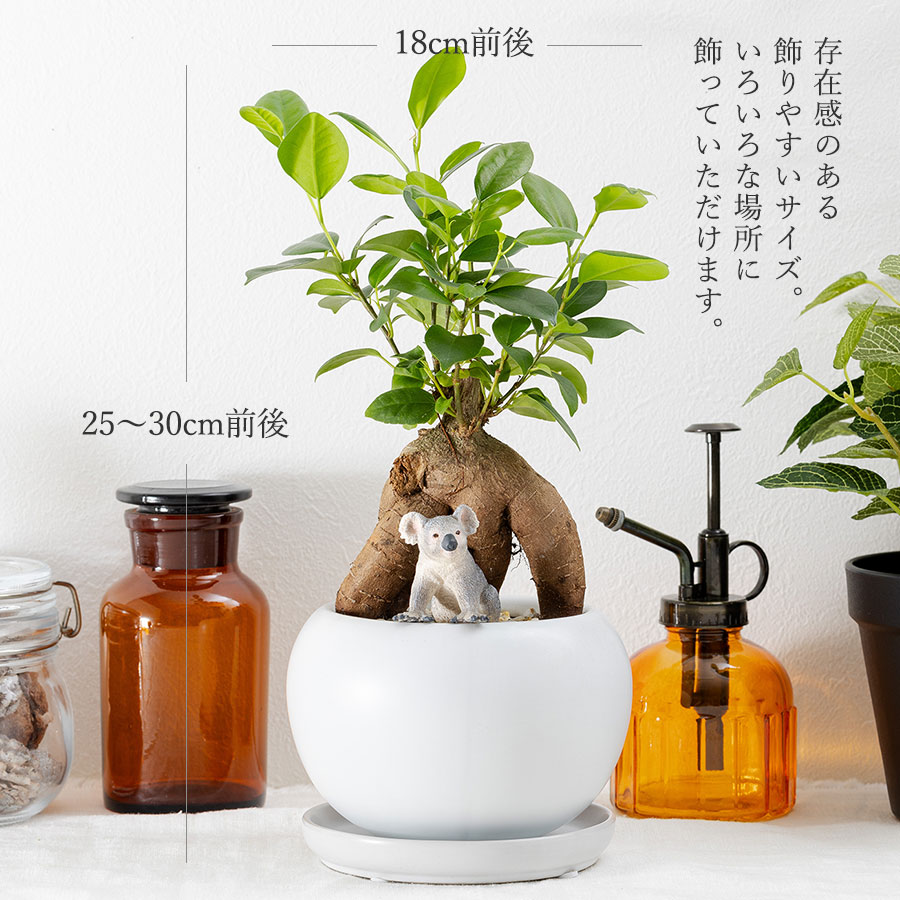 観葉植物 ガジュマル 動物フィギュア付き 育て方説明書付