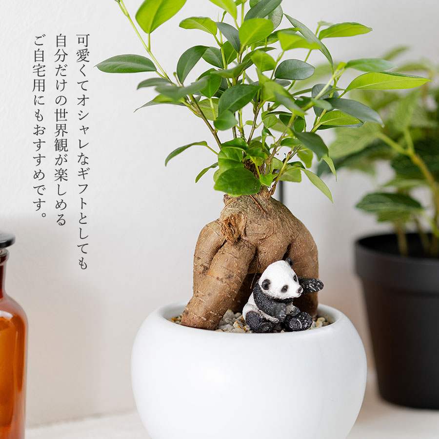 観葉植物 ガジュマル 動物フィギュア付き 育て方説明書付