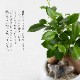 観葉植物 ガジュマル 動物フィギュア付き 育て方説明書付