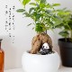 観葉植物 ガジュマル 動物フィギュア付き 育て方説明書付