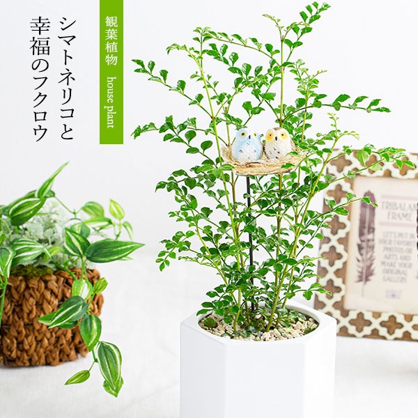 観葉植物シマトネリコと幸福のフクロウ