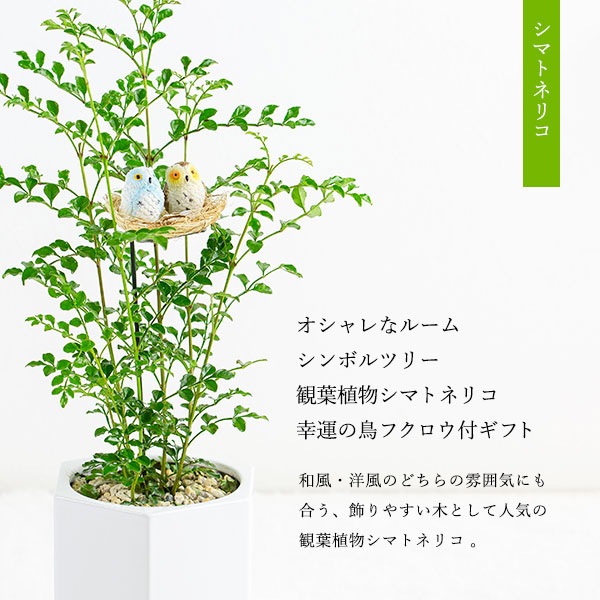 観葉植物シマトネリコと幸福のフクロウ