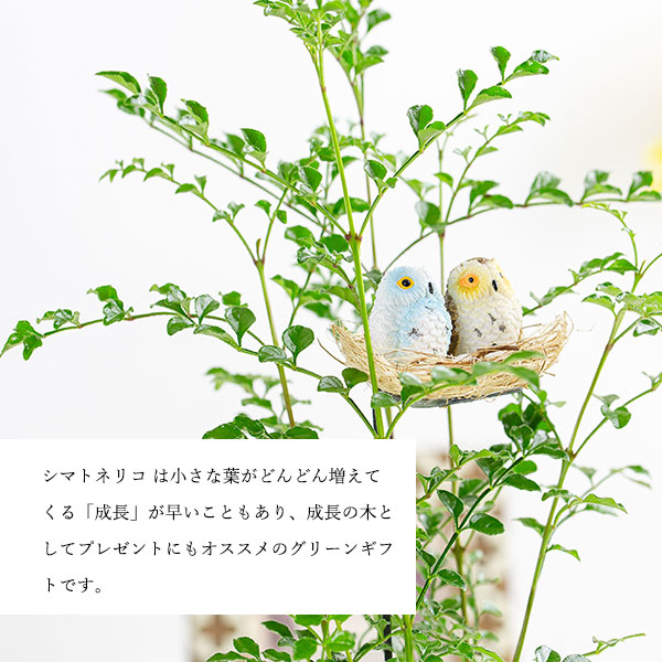 観葉植物シマトネリコと幸福のフクロウ