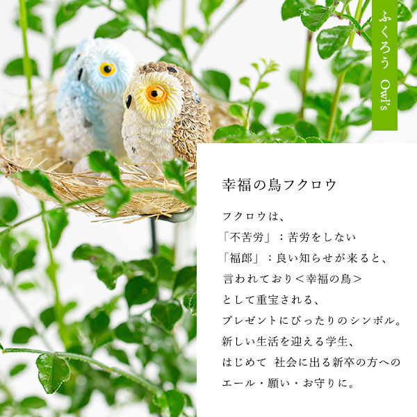 観葉植物シマトネリコと幸福のフクロウ