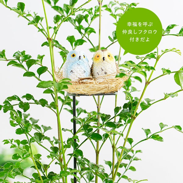 観葉植物シマトネリコと幸福のフクロウ