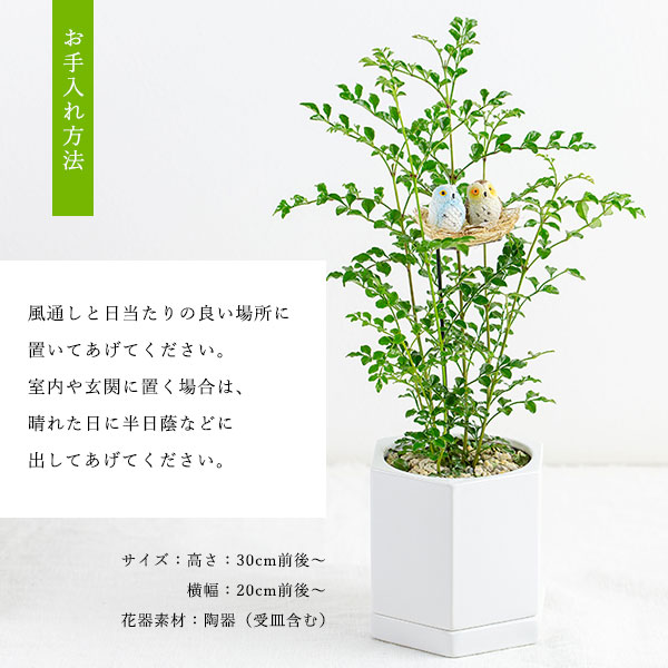 観葉植物シマトネリコと幸福のフクロウ
