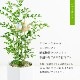 観葉植物シマトネリコと幸福のフクロウ