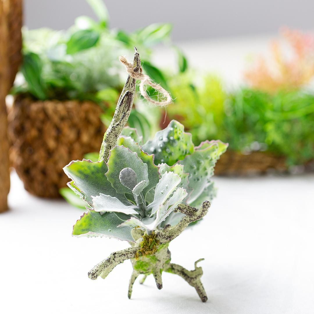 フェイクグリーン カランコエ着生