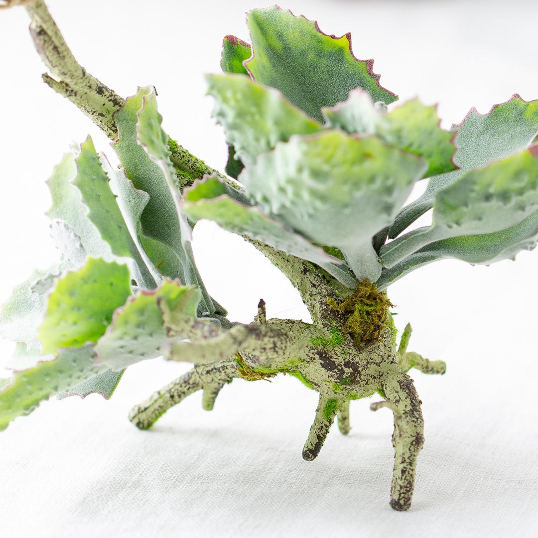 フェイクグリーン カランコエ着生