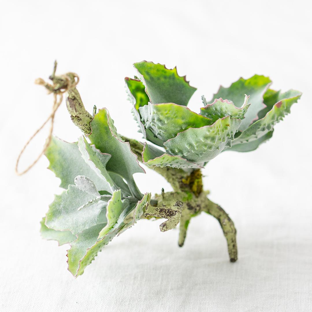 フェイクグリーン カランコエ着生