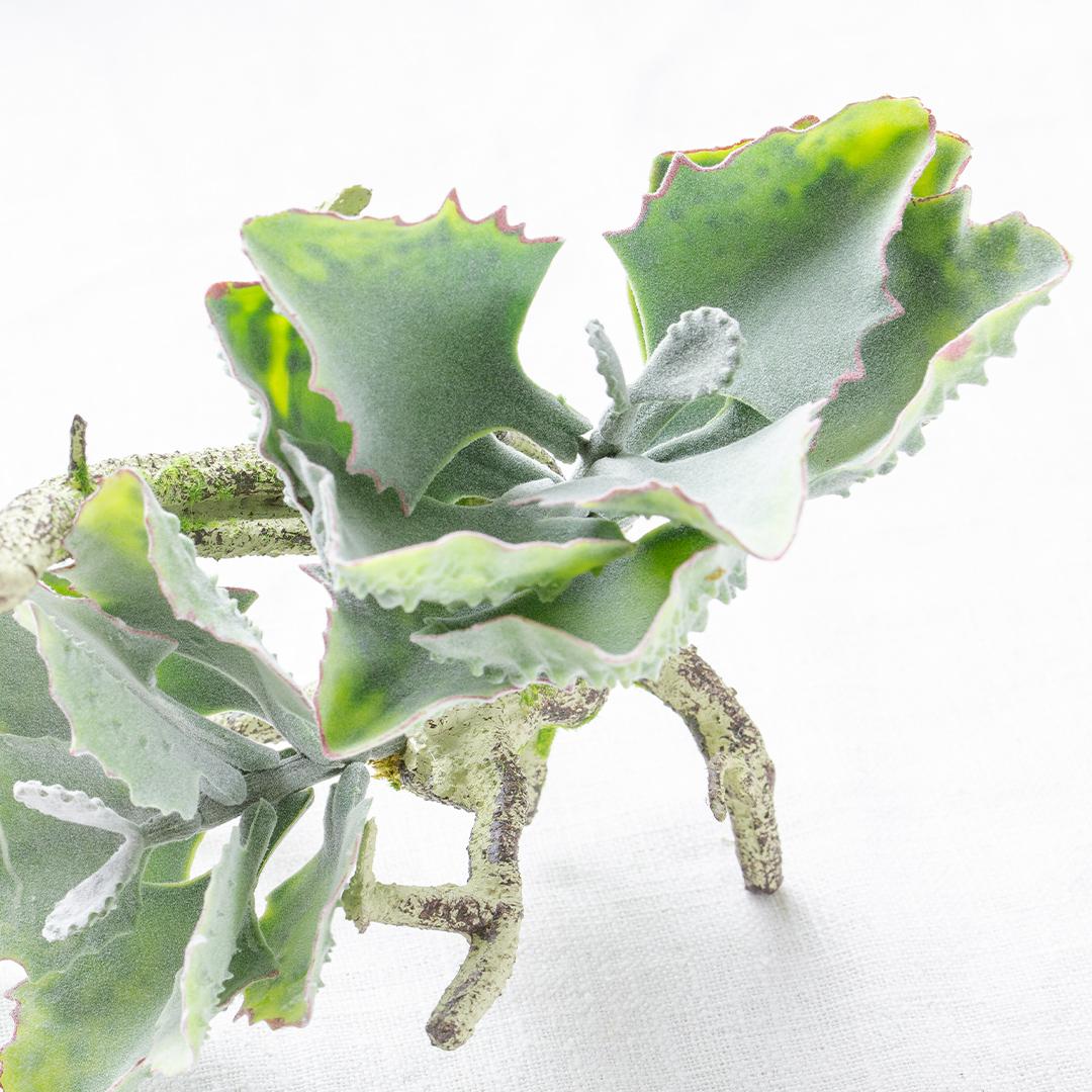 フェイクグリーン カランコエ着生