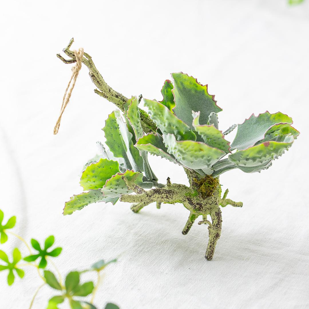 フェイクグリーン カランコエ着生