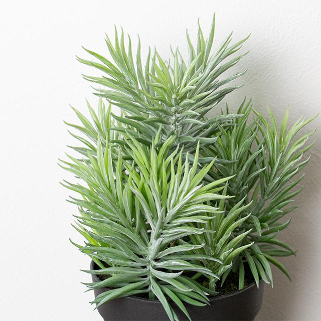 ボリューム満点 緑で溢れるセネシオPOT