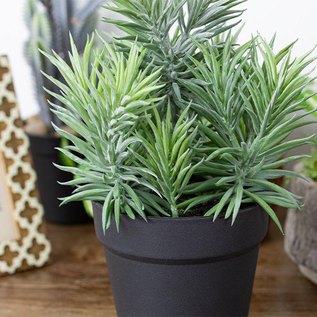 ボリューム満点 緑で溢れるセネシオPOT