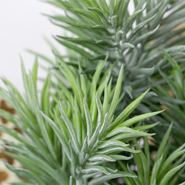 ボリューム満点 緑で溢れるセネシオPOT