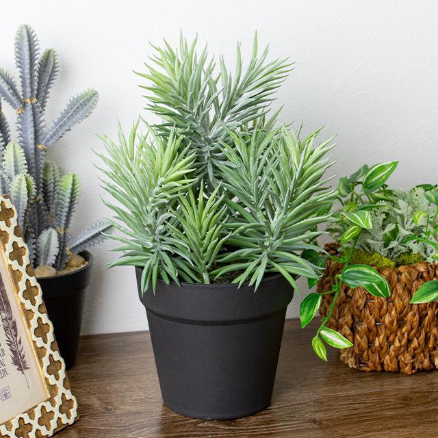 ボリューム満点 緑で溢れるセネシオPOT