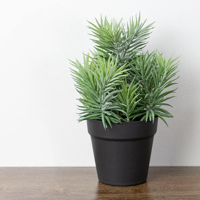 ボリューム満点 緑で溢れるセネシオPOT