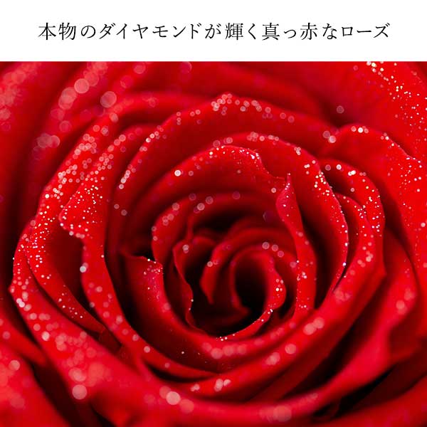 幸せのダイヤモンドローズ リトルベル