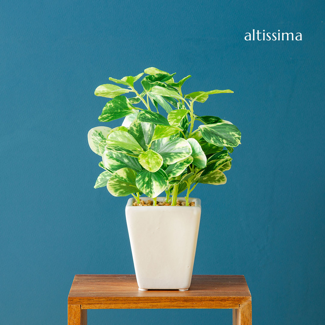 フェイク3点セット