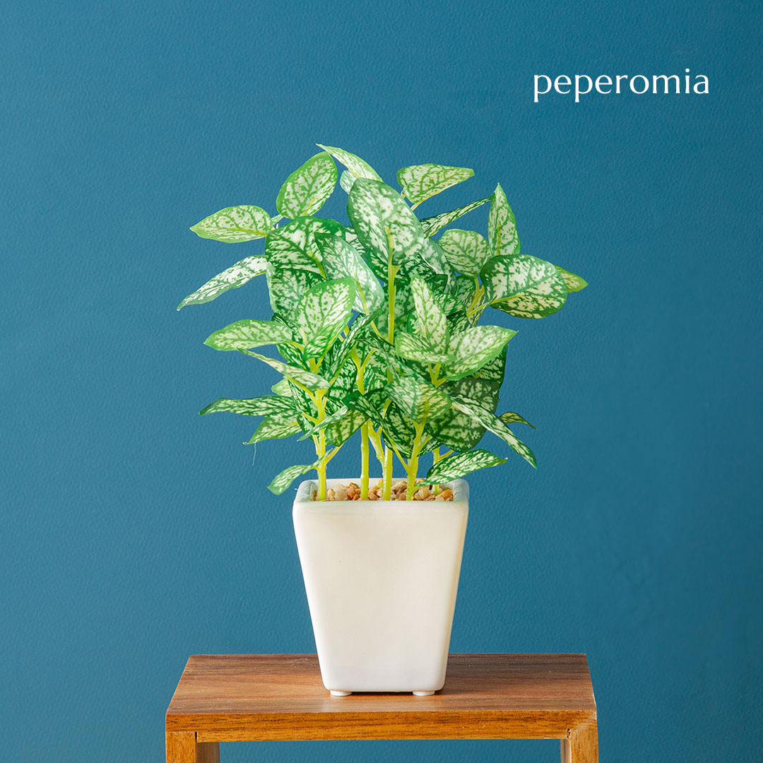 フェイク3点セット