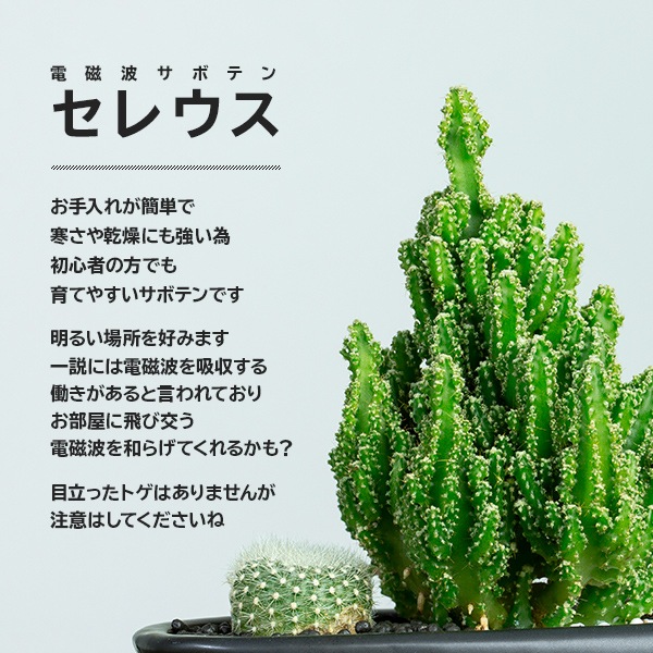 サボテンギフト 寄せ植え 2個乗せタイプ 電磁波サボテン セレウス 選べる動物フィギュア付