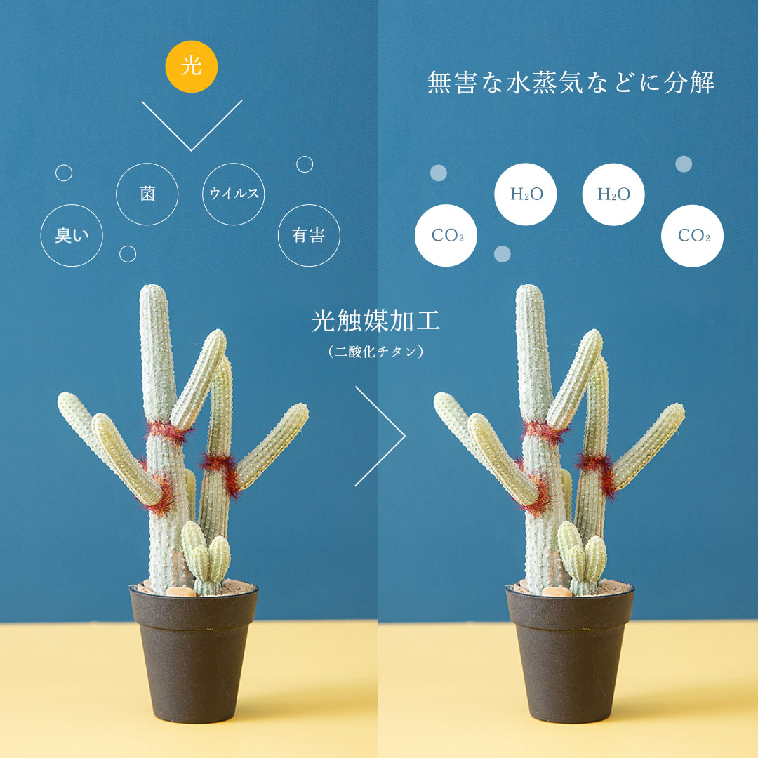 ユーフォルビア ポット