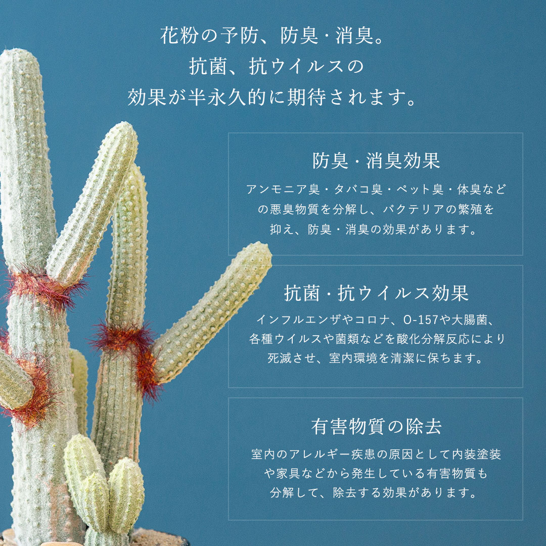 ユーフォルビア ポット