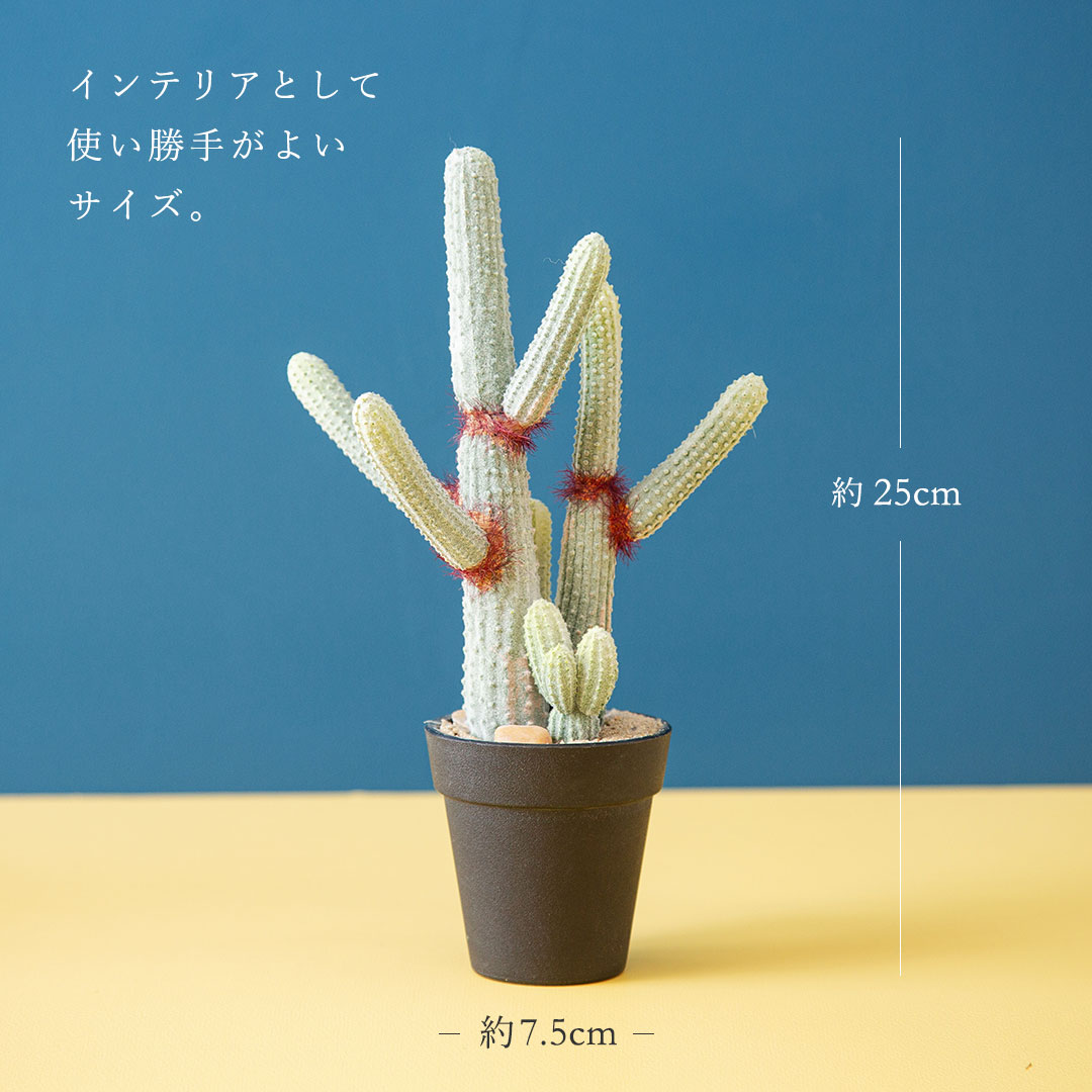 ユーフォルビア ポット