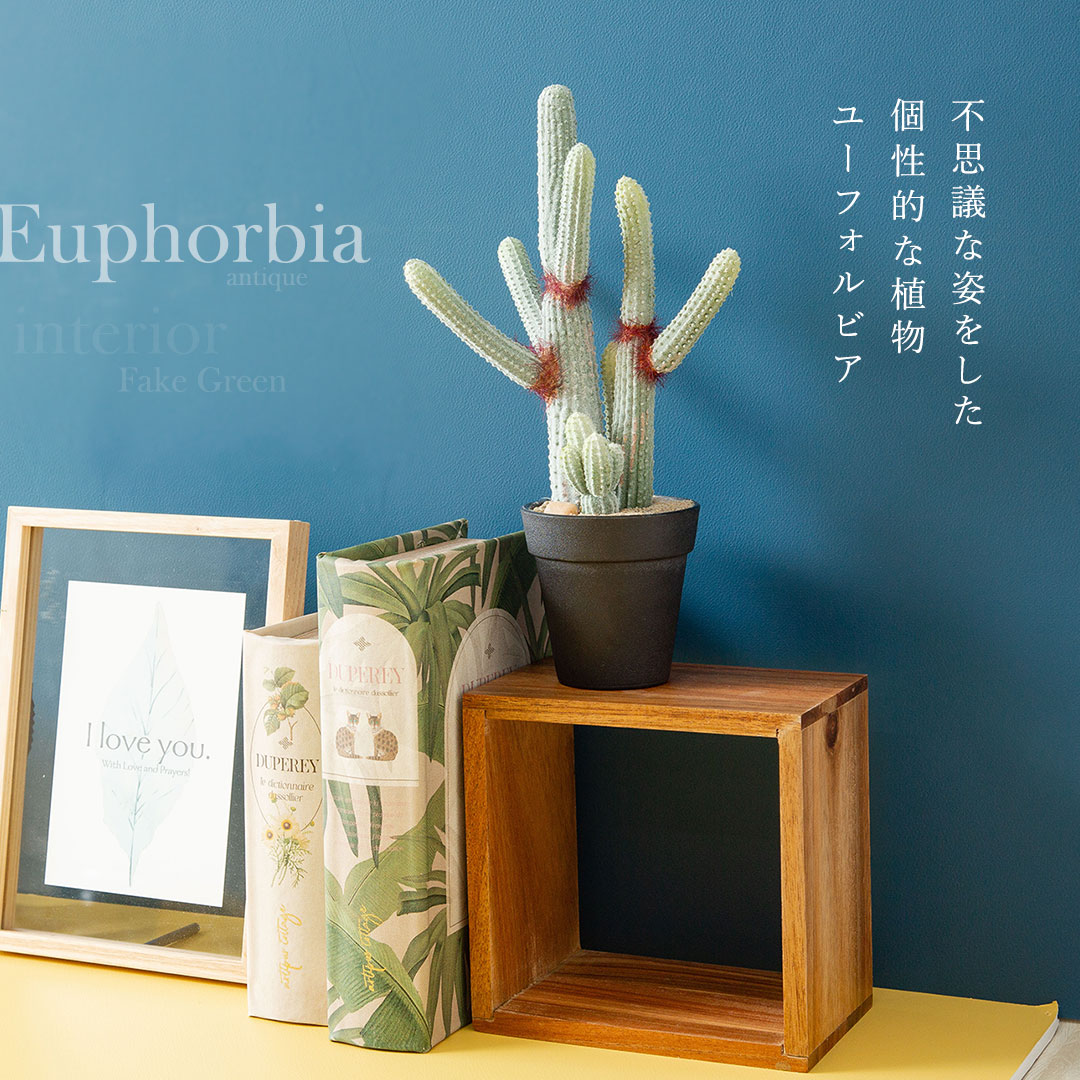 ユーフォルビア ポット