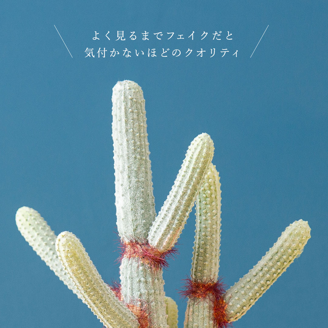 ユーフォルビア ポット