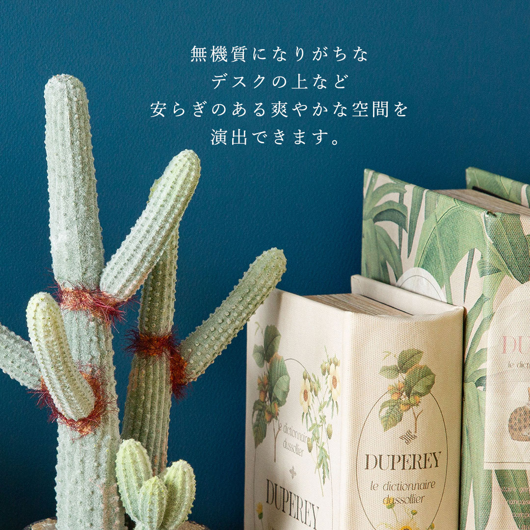 ユーフォルビア ポット