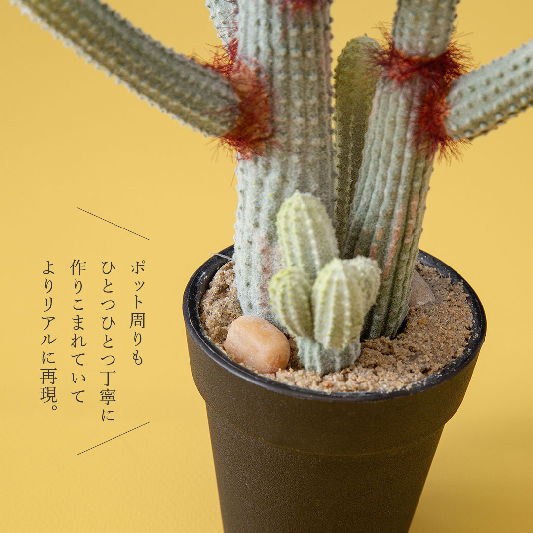 ユーフォルビア ポット