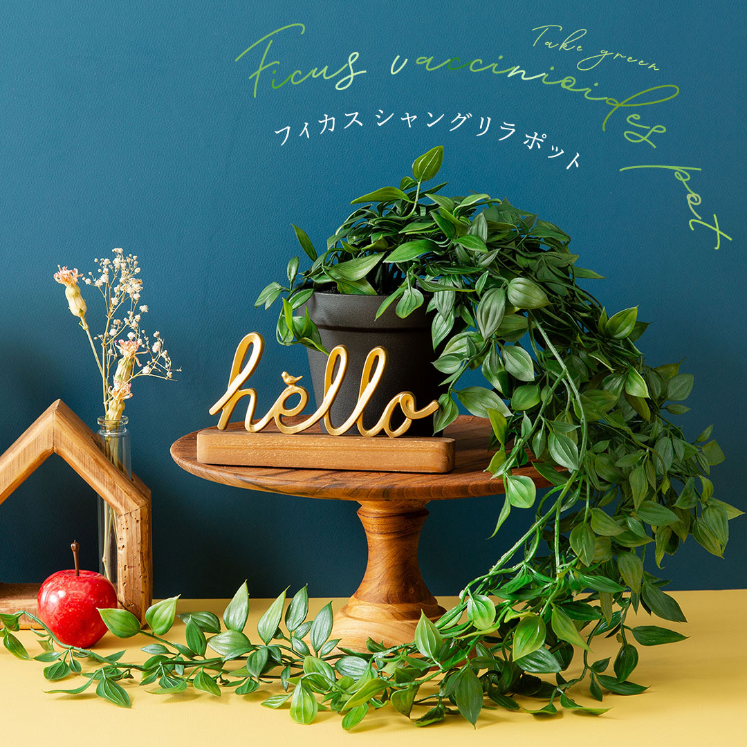 フィカス シャングリラ ポット