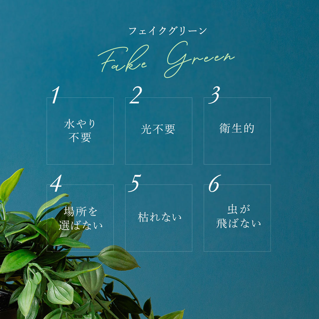 フィカス シャングリラ ポット