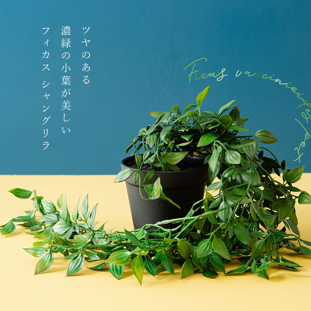 フィカス シャングリラ ポット