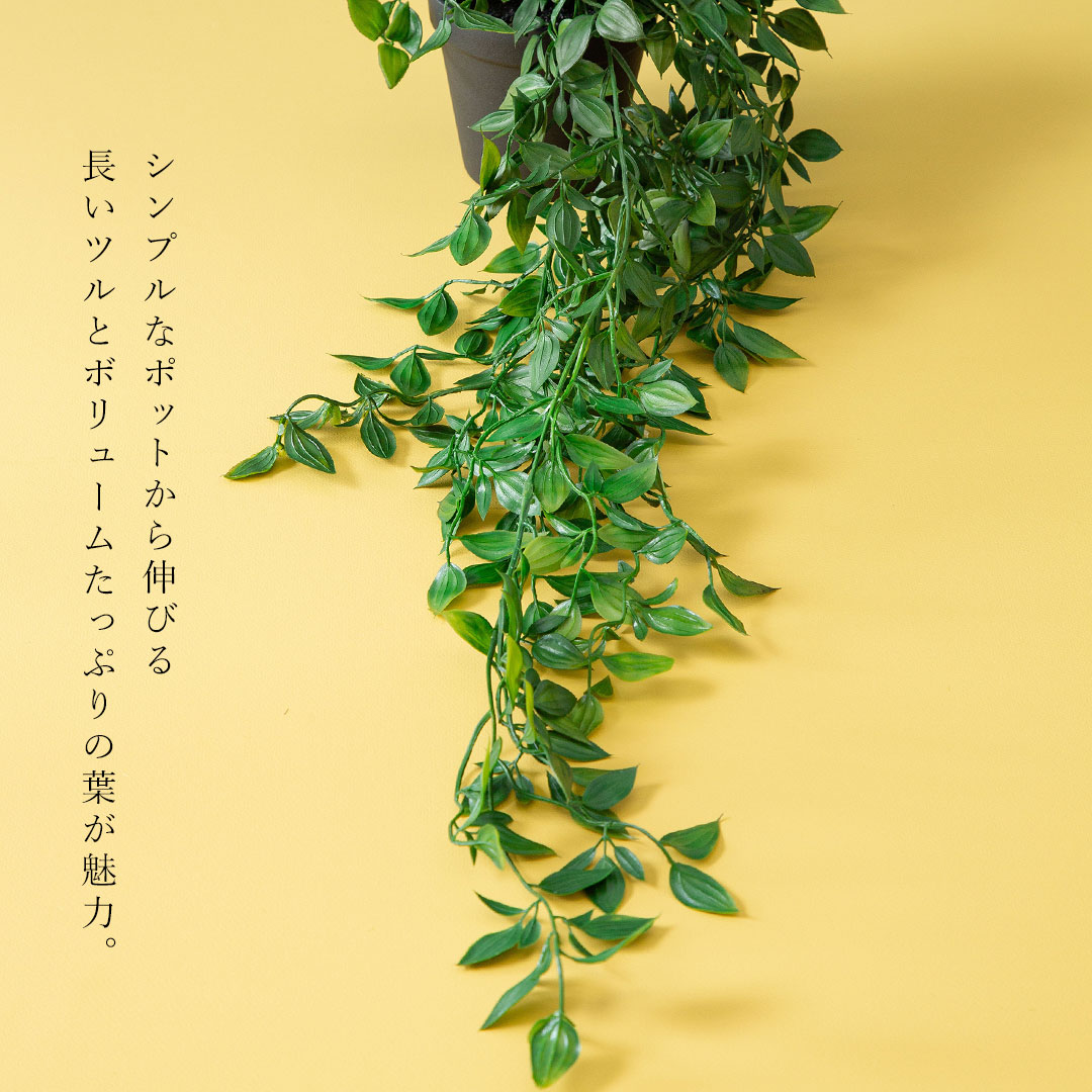 フィカス シャングリラ ポット