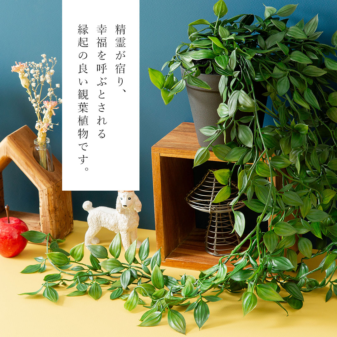 フィカス シャングリラ ポット