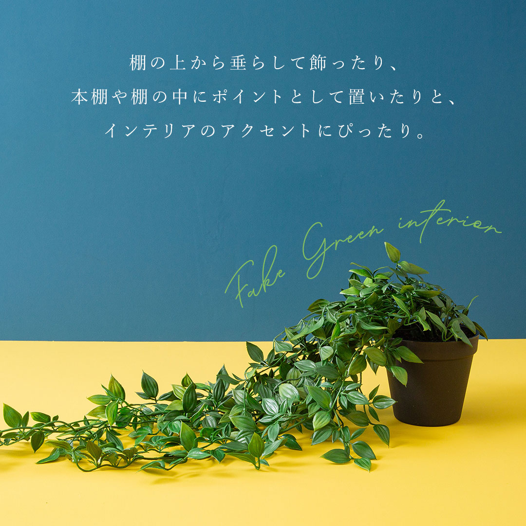 フィカス シャングリラ ポット