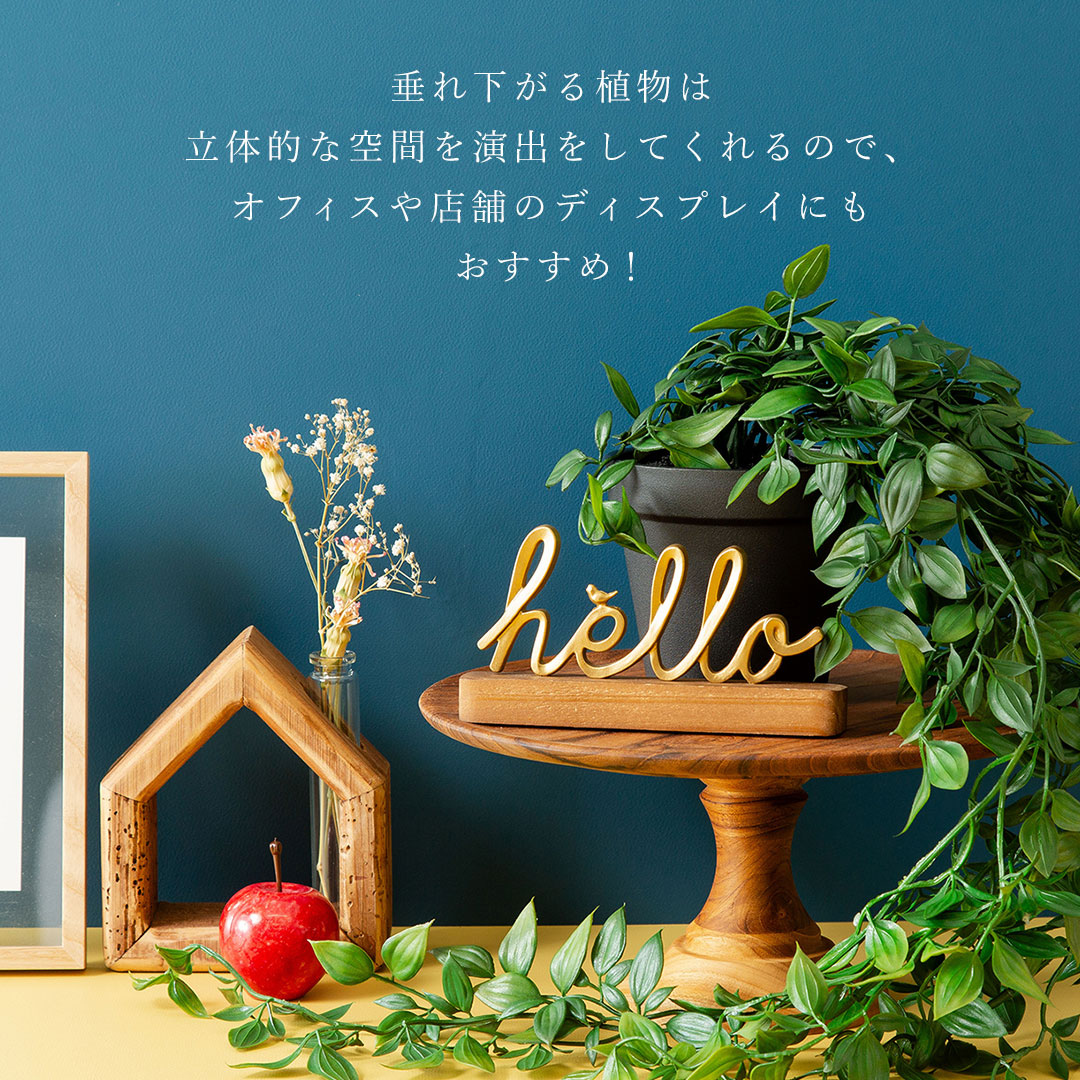 フィカス シャングリラ ポット