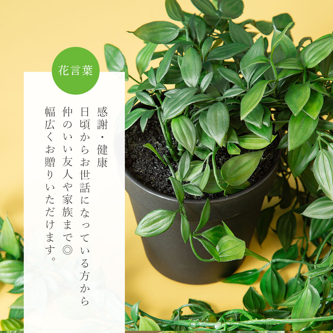 フィカス シャングリラ ポット