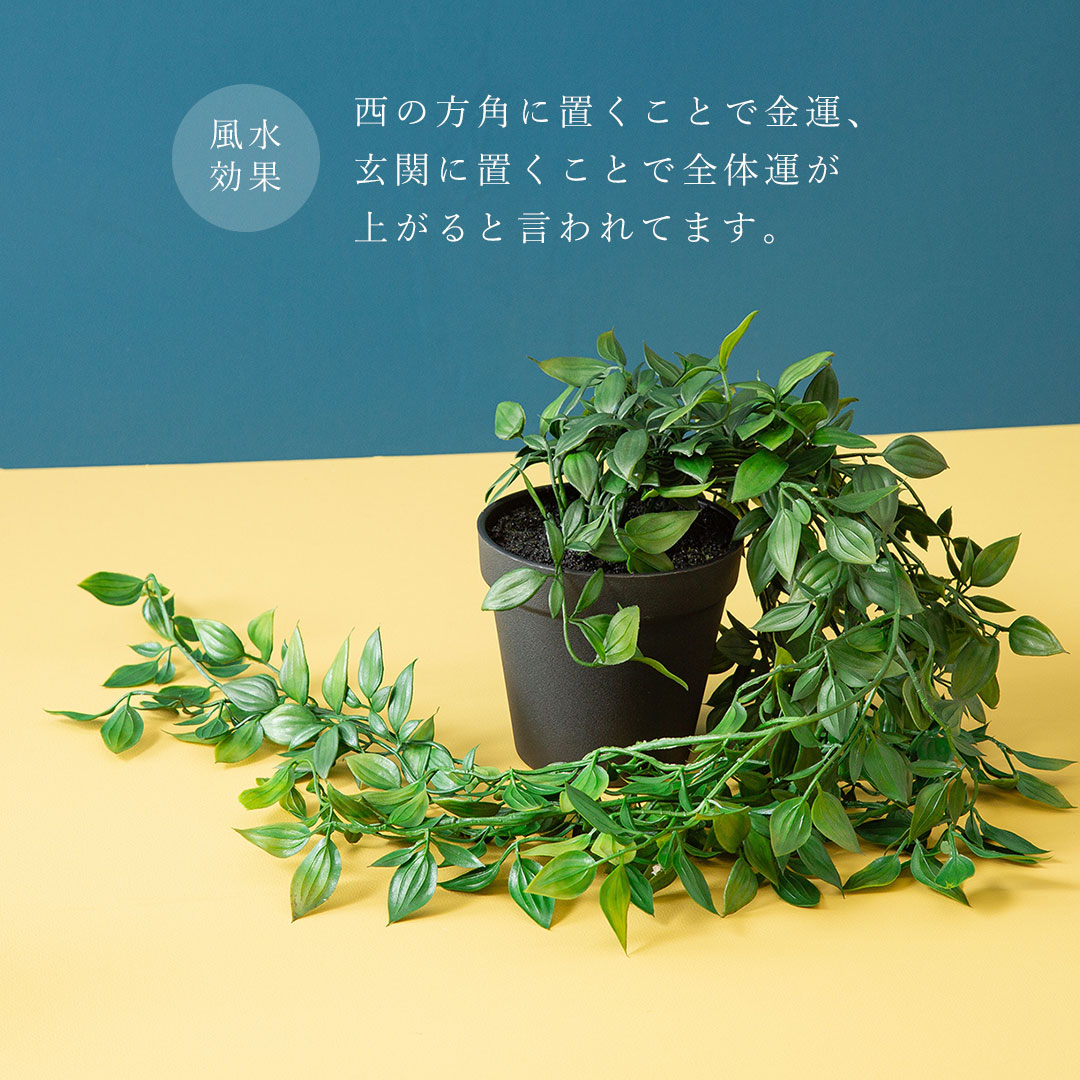 フィカス シャングリラ ポット