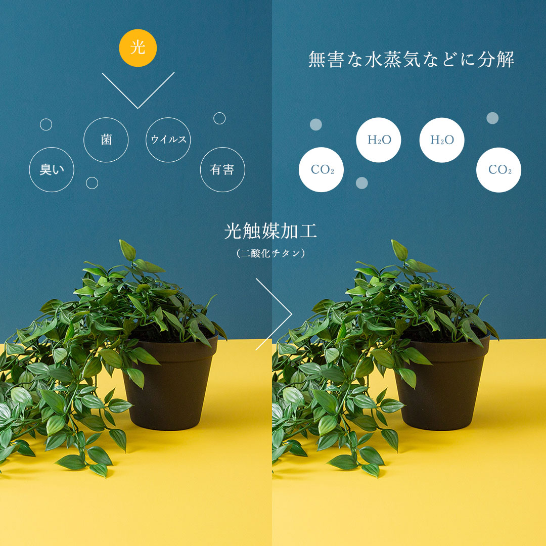 フィカス シャングリラ ポット