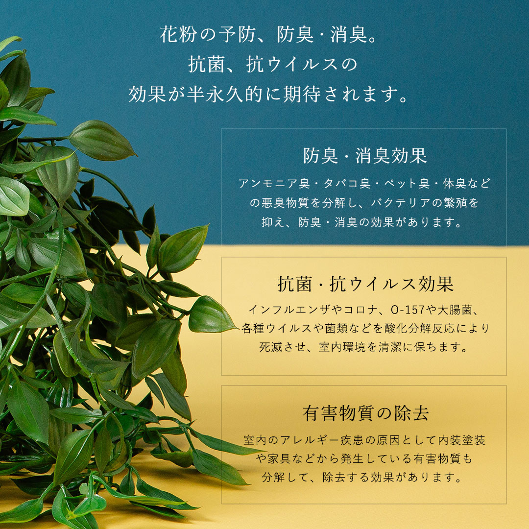 フィカス シャングリラ ポット