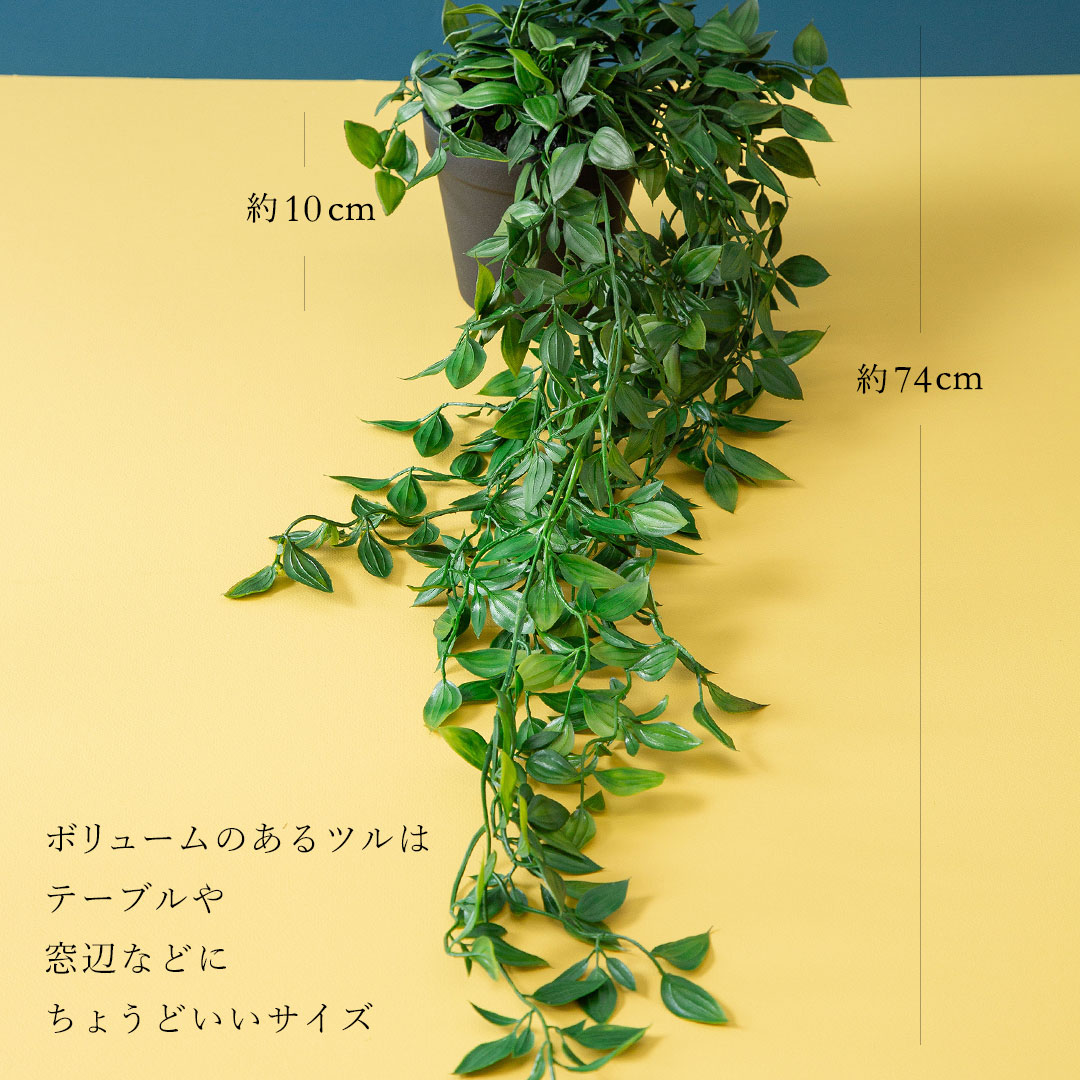 フィカス シャングリラ ポット