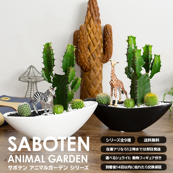 サボテンギフト 寄せ植え 舟形タイプ 大雲角 選べる動物フィギュア付