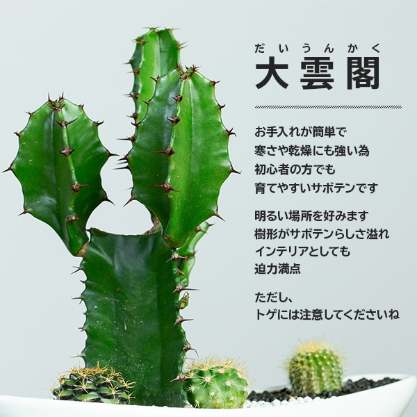 サボテンギフト 寄せ植え 舟形タイプ 大雲角 選べる動物フィギュア付