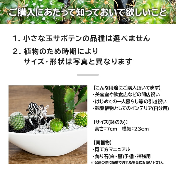 サボテンギフト 寄せ植え 舟形タイプ 大雲角 選べる動物フィギュア付